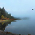 Foggy Morning Trillium Lake